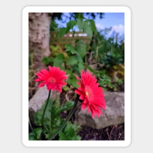 Garvinia Flowers (Gerbera) Magnet